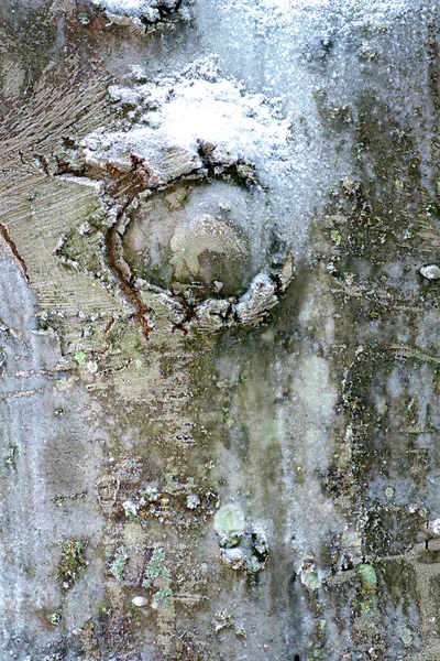 균 류와 눈 나무 줄기 — 스톡 사진
