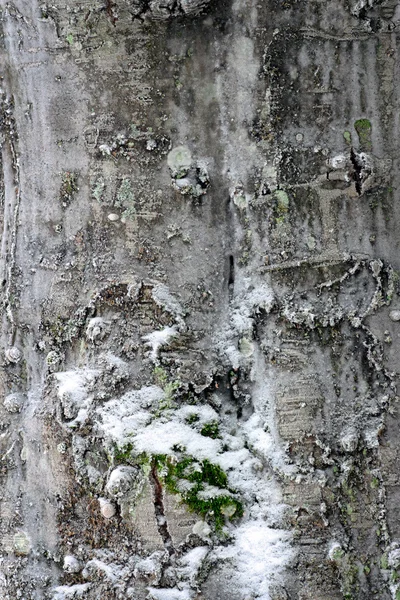 树树干与真菌和雪 — 图库照片