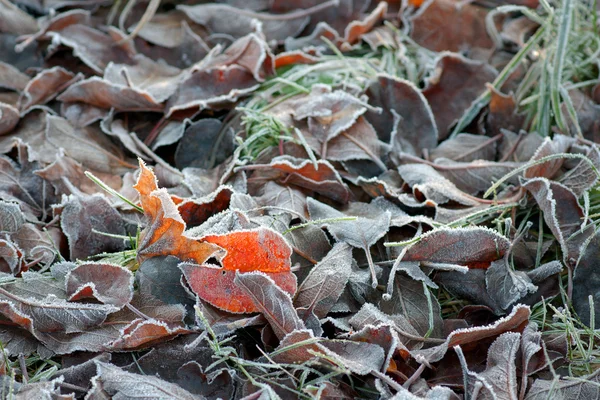 Gefrorene Blätter — Stockfoto