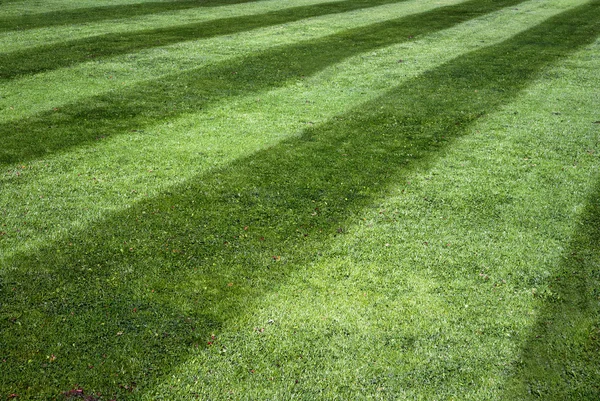 Полосатый газон — стоковое фото
