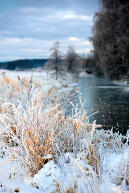 Grass in rime frost clipart