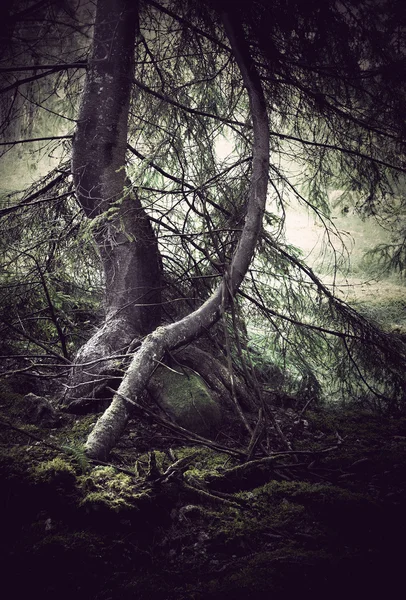이끼와 나무 — 스톡 사진