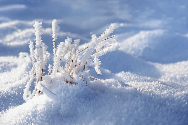 Gräs med frost — Stockfoto