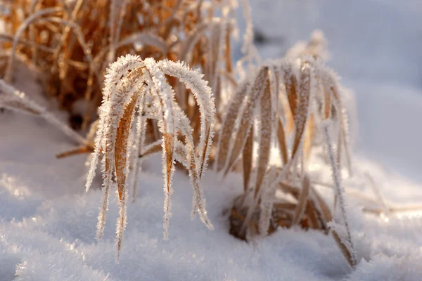 Grama seca em rime frost — Fotografia de Stock