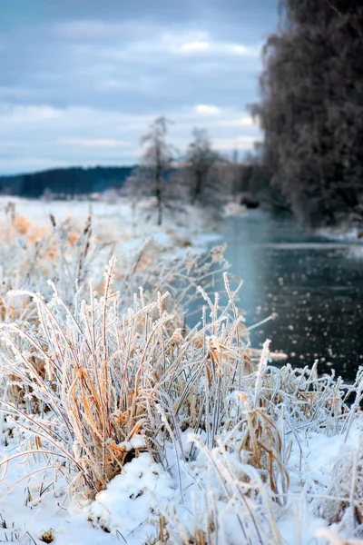 Hierba en rime frost — Foto de Stock
