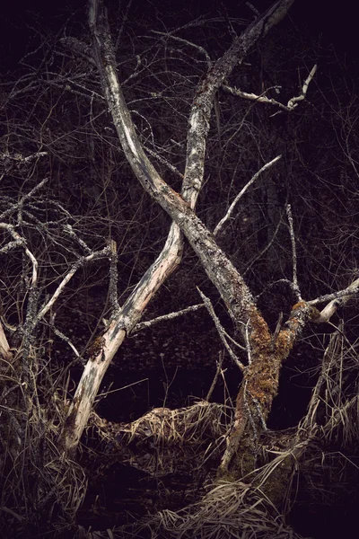 stock image Dry trees