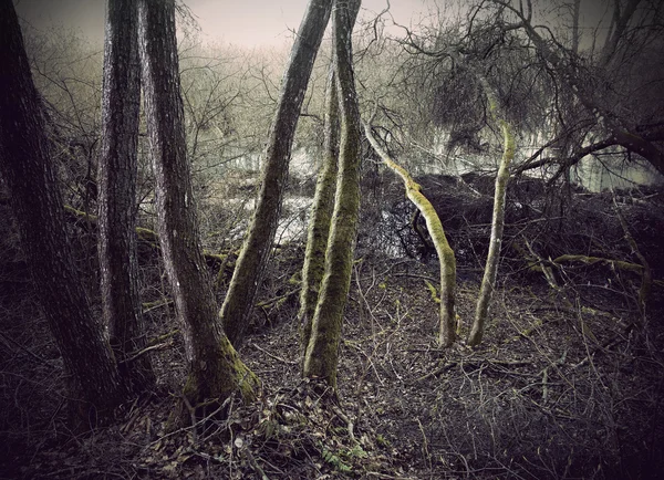 Árvores no pântano — Fotografia de Stock