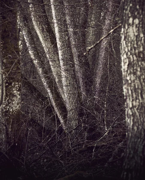 Árvores assustadoras — Fotografia de Stock