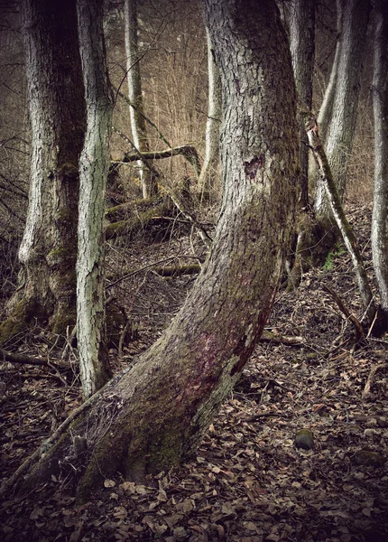 古い森林の木 — ストック写真
