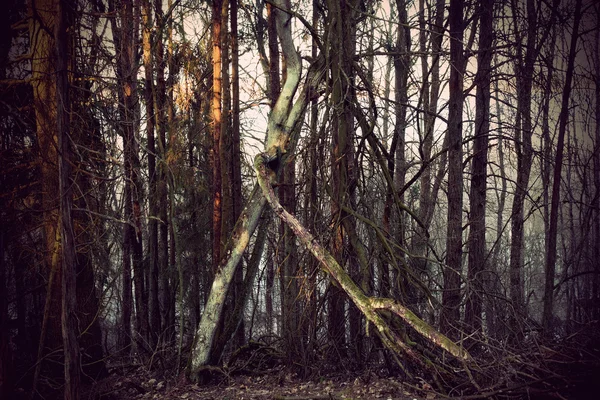 Árvore morta com fungos — Fotografia de Stock