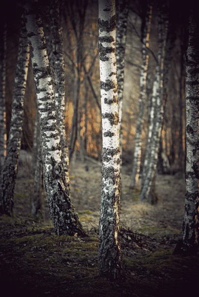 Березові дерева на заході сонця — стокове фото