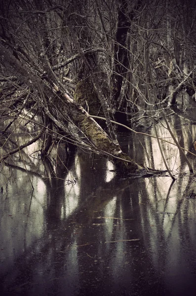 Trees in swamp — Stock Photo, Image