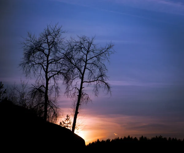 Árboles desnudos al atardecer — Foto de Stock