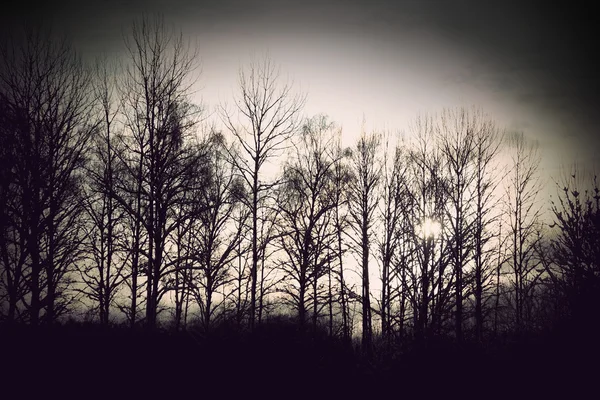 Árvores nuas no inverno — Fotografia de Stock
