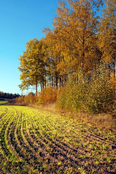 Feld im Herbst umgepflügt — Stockfoto