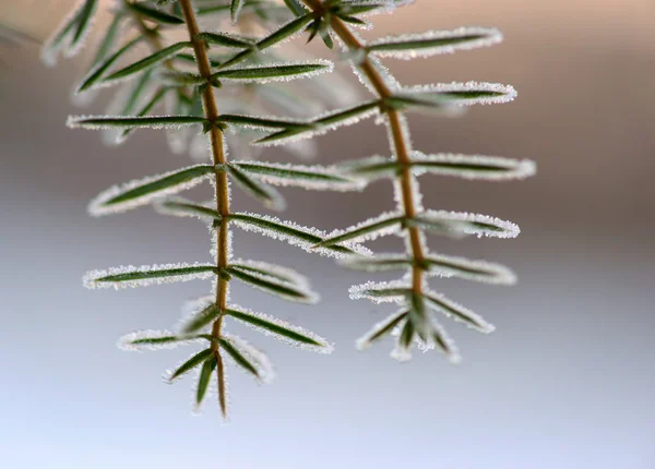 Juniper needles with ice — Stock Photo, Image