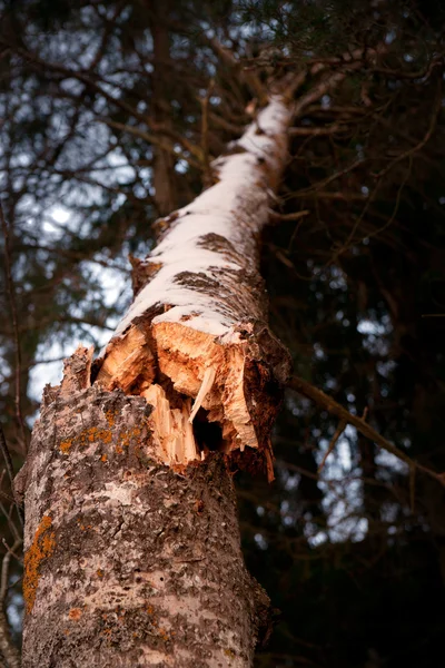 Złamane drzewo — Zdjęcie stockowe