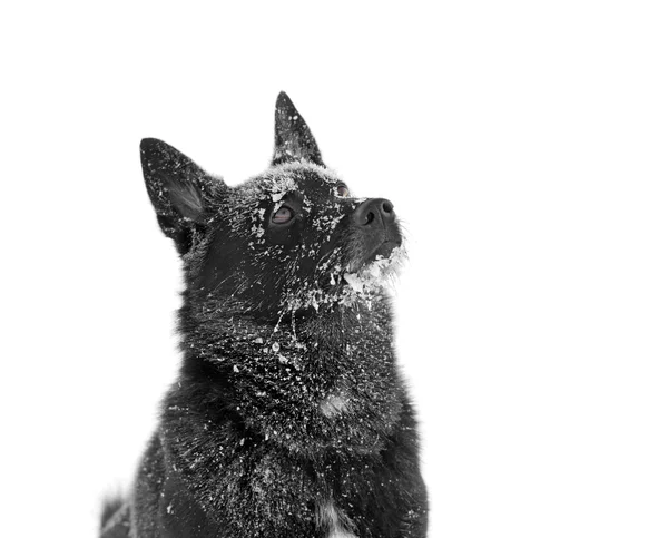Black dog in winter — Stock Photo, Image