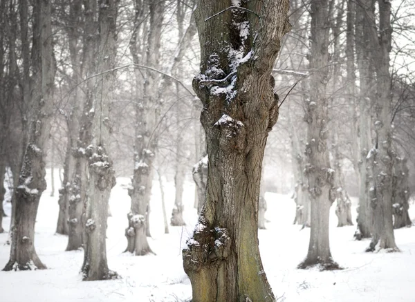 Eski ıhlamur ağacı kışın — Stok fotoğraf
