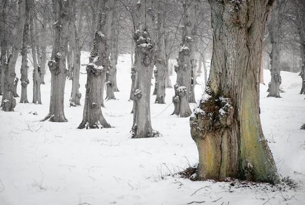 冬の古いライムの木 — ストック写真