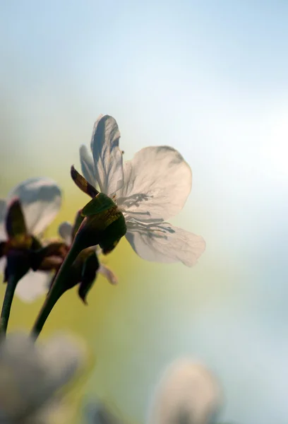 Κεράσι λουλούδι — Φωτογραφία Αρχείου