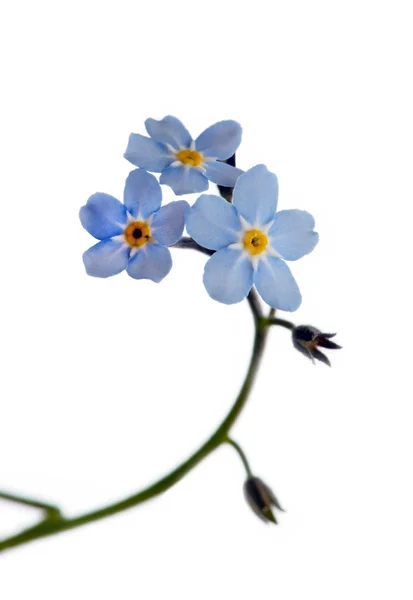 Forget-me-not — Stockfoto