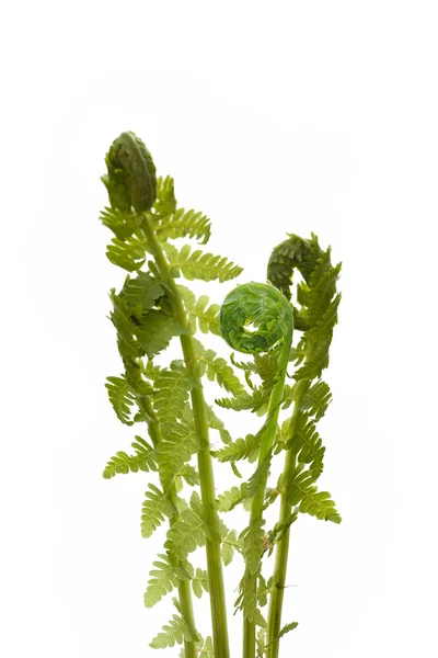 Young fern — Stock Photo, Image