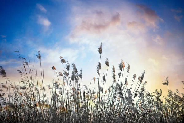 Reeds in winter — Stock Photo, Image