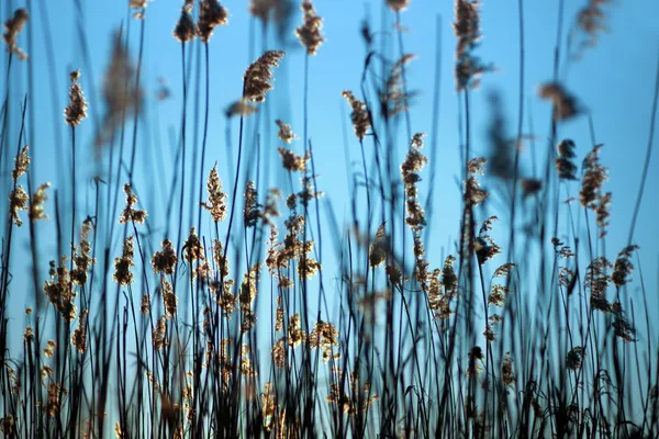 Reeds no céu azul — Fotografia de Stock