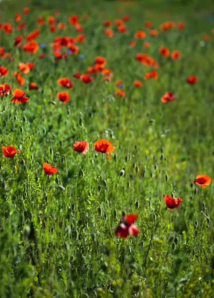 Feld der roten Mohnblumen — Stockfoto