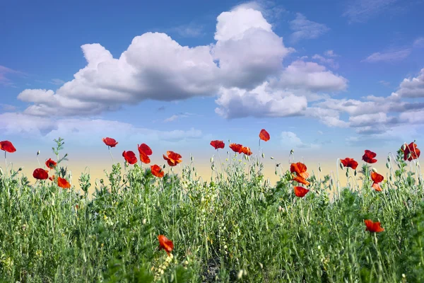 붉은 양귀비 밭 — 스톡 사진