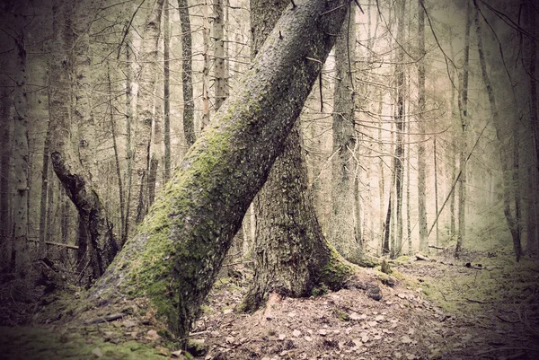 Árvore caída na floresta assustadora — Fotografia de Stock