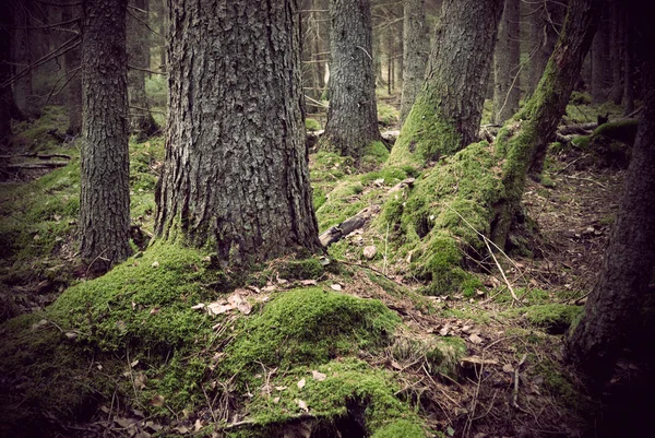Läskig skog — Stockfoto