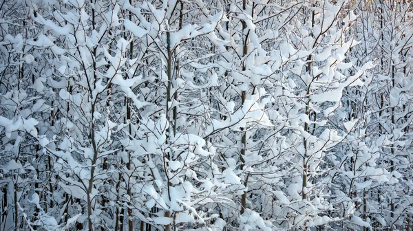 Junge Bäume mit Schnee — Stockfoto