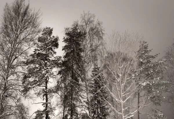 Grove i vinter — Stockfoto