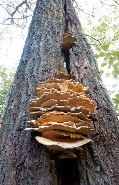 Mushroom on tree — Stock Photo, Image