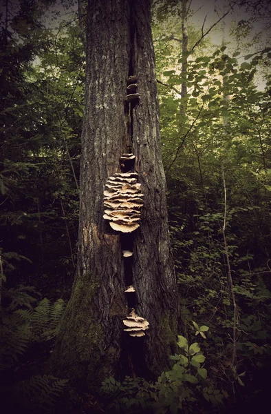 Tree mushrooms — Stock Photo, Image
