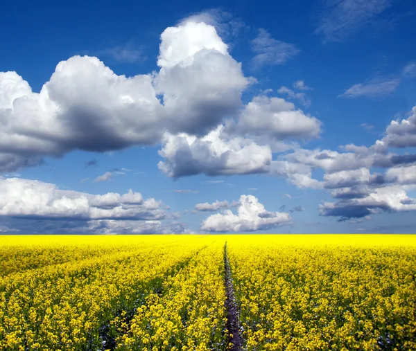 Rapeseed oil field — Stock Photo, Image