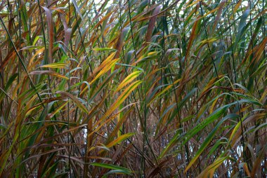 Reeds in autumn clipart