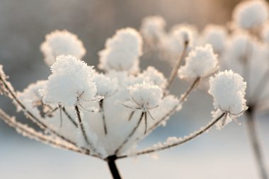 Plant with ice crystals clipart