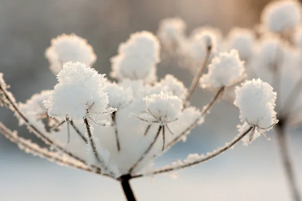 Plant with ice crystals — Stock Photo, Image