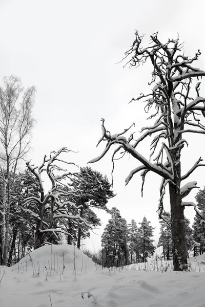 Голые деревья в снегу — стоковое фото