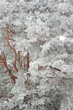 Pine tree with rime frost clipart