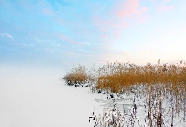 在冬天的芦苇 — 图库照片