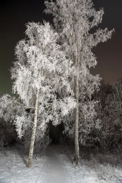 Birch trees with rime frost — Stock Photo, Image