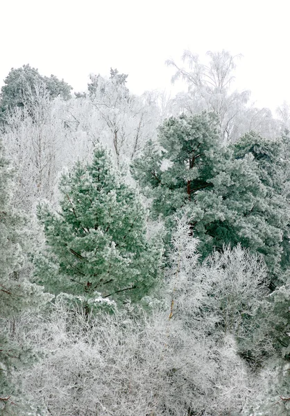 Pinheiro na paisagem de inverno — Fotografia de Stock
