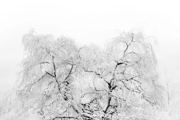 Дерево с римским морозом — стоковое фото