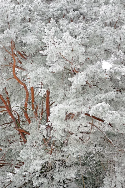 霜の霜で松の木 — ストック写真