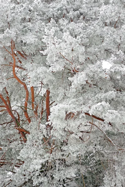 Pijnboom met rime vorst — Stockfoto