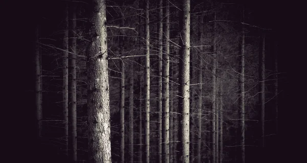 Läskig skog — Stockfoto